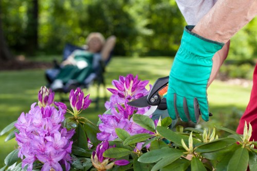Healthy garden plants post-clearance in Dulwich