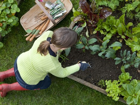 Seasonal hedge maintenance in a Dulwich garden