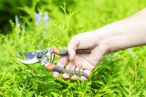 Diverse plant selection in a Dulwich garden
